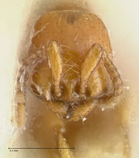 Aenictus steindachneri specimen FOCOL1141-1 image focol1141-1_2