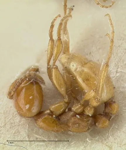 Aenictus steindachneri specimen FOCOL1141-1 image focol1141-1_3