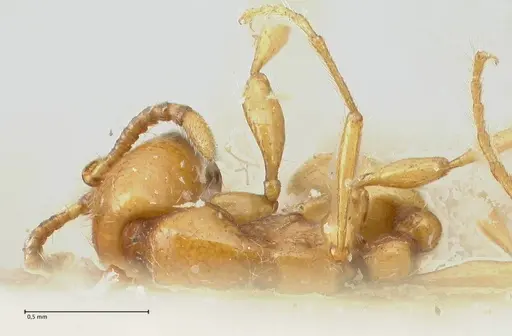 Aenictus steindachneri specimen FOCOL1141-2 image focol1141-2_1