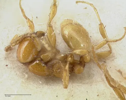 Aenictus steindachneri specimen FOCOL1141-2 image focol1141-2_3