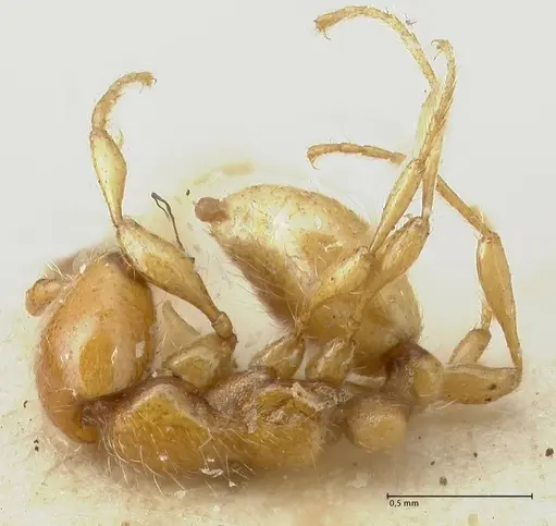Aenictus steindachneri specimen FOCOL1141-3 image focol1141-3_1