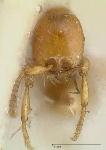 Aenictus steindachneri specimen FOCOL1141-3 image focol1141-3_2