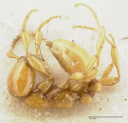 Aenictus steindachneri specimen FOCOL1141-3 image focol1141-3_3