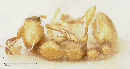 Aenictus steindachneri specimen FOCOL1141-4 image focol1141-4_1