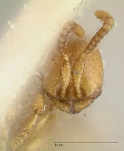 Aenictus steindachneri specimen FOCOL1141-4 image focol1141-4_2