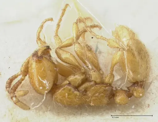 Aenictus steindachneri specimen FOCOL1141-4 image focol1141-4_3