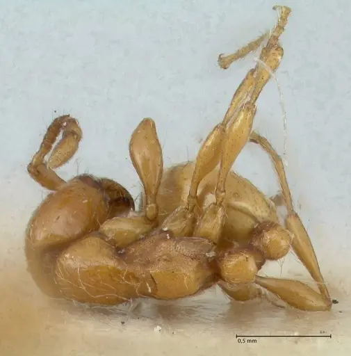 Aenictus steindachneri specimen FOCOL1141-5 image focol1141-5_1
