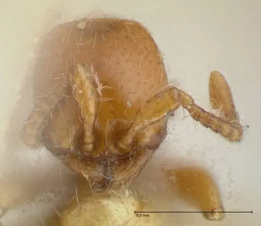 Aenictus steindachneri specimen FOCOL1141-5 image focol1141-5_2