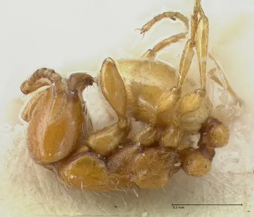 Aenictus steindachneri specimen FOCOL1141-5 image focol1141-5_3