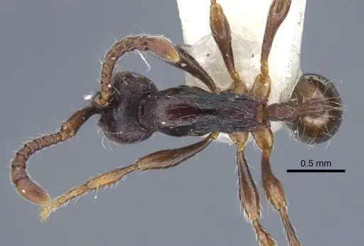 Aenictus sulawesiensis specimen CASENT0917242 image casent0917242_1