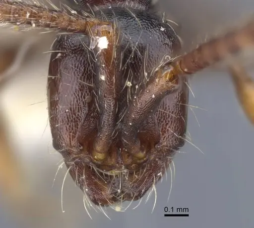 Aenictus sulawesiensis specimen CASENT0917242 image casent0917242_2