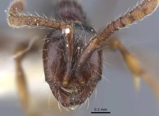 Aenictus sulawesiensis specimen CASENT0917242 image casent0917242_3