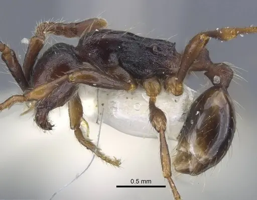 Aenictus sulawesiensis specimen CASENT0917242 image casent0917242_4