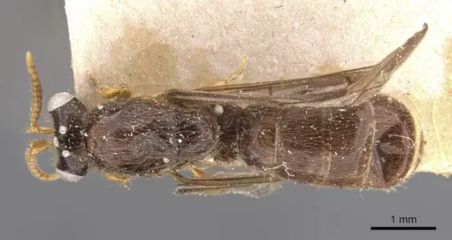 Aenictus sumatrensis specimen CASENT0907019 image casent0907019_1