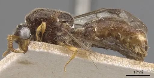 Aenictus sumatrensis specimen CASENT0907019 image casent0907019_3