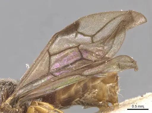 Aenictus sumatrensis specimen CASENT0907019 image casent0907019_4
