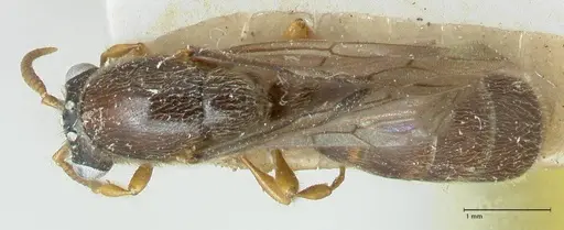 Aenictus sumatrensis specimen FOCOL1151 image focol1151_1