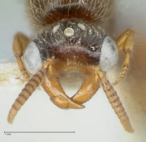 Aenictus sumatrensis specimen FOCOL1151 image focol1151_2