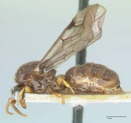 Aenictus sumatrensis specimen FOCOL1151 image focol1151_3