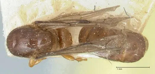 Aenictus sumatrensis specimen FOCOL1152 image focol1152_1