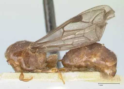 Aenictus sumatrensis specimen FOCOL1152 image focol1152_2