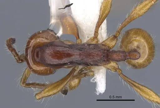 Aenictus sundalandensis specimen CASENT0917243 image casent0917243_1