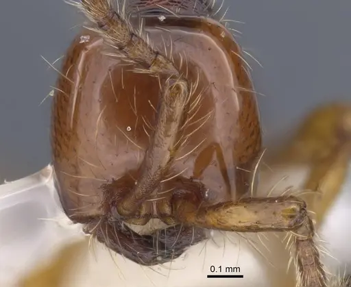 Aenictus sundalandensis specimen CASENT0917243 image casent0917243_2