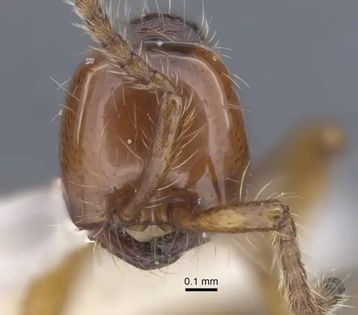 Aenictus sundalandensis specimen CASENT0917243 image casent0917243_3