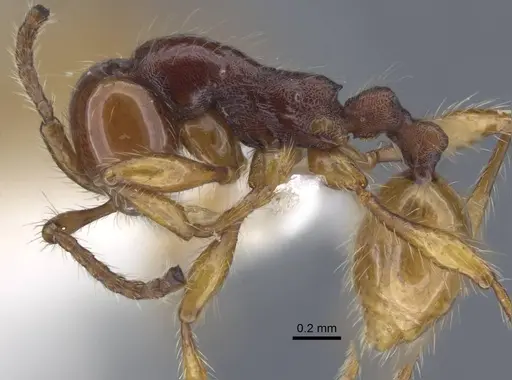 Aenictus sundalandensis specimen CASENT0917243 image casent0917243_4