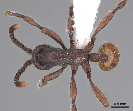 Aenictus susanae specimen CASENT0406728 image casent0406728_1