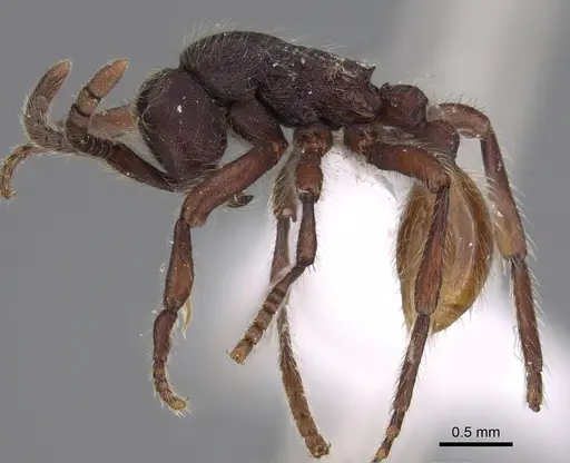 Aenictus susanae specimen CASENT0406728 image casent0406728_3
