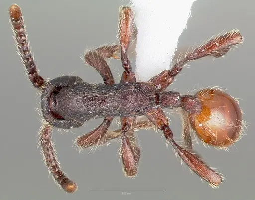 Aenictus susanae specimen CASENT0406729 image casent0406729_1