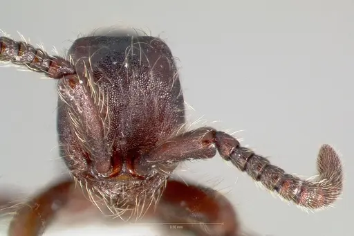 Aenictus susanae specimen CASENT0406729 image casent0406729_2