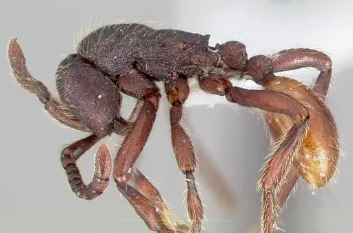 Aenictus susanae specimen CASENT0406729 image casent0406729_3