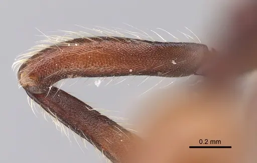 Aenictus susanae specimen CASENT0406729 image casent0406729_4
