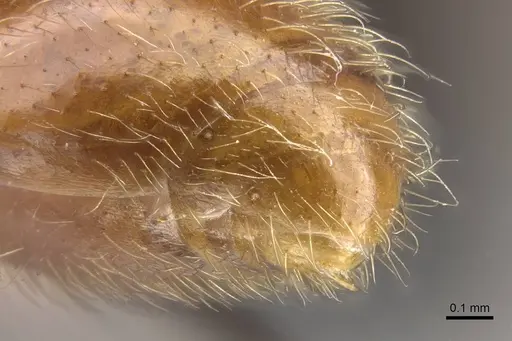 Aenictus susanae specimen CASENT0406732 image casent0406732_2