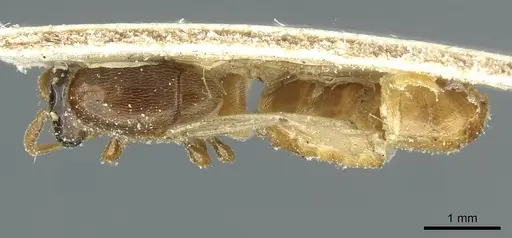 Aenictus togoensis specimen CASENT0911442 image casent0911442_1