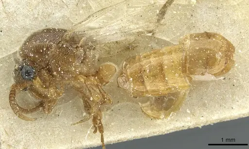Aenictus togoensis specimen CASENT0911442 image casent0911442_2