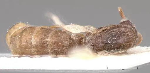 Aenictus togoensis specimen FOCOL0382 image focol0382_1