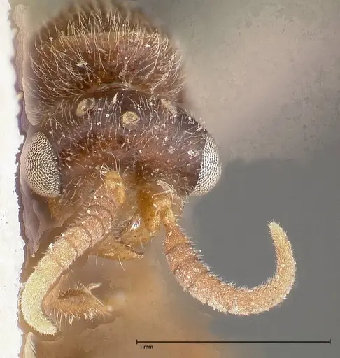 Aenictus togoensis specimen FOCOL0382 image focol0382_2