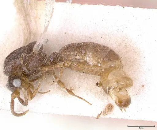 Aenictus togoensis specimen FOCOL0382 image focol0382_3