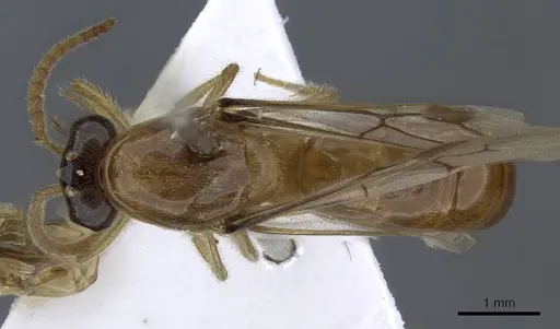 Aenictus trigonus specimen CASENT0907020 image casent0907020_1