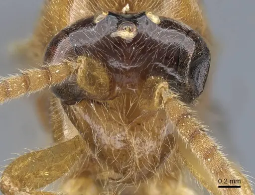 Aenictus trigonus specimen CASENT0907020 image casent0907020_2