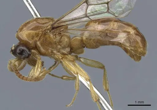 Aenictus trigonus specimen CASENT0907020 image casent0907020_3