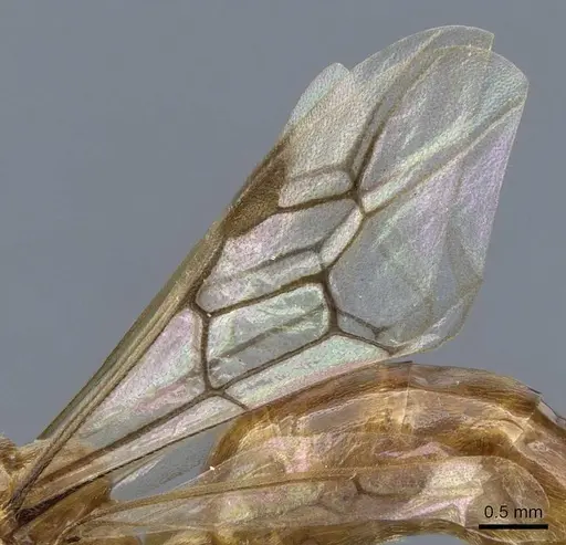 Aenictus trigonus specimen CASENT0907020 image casent0907020_4