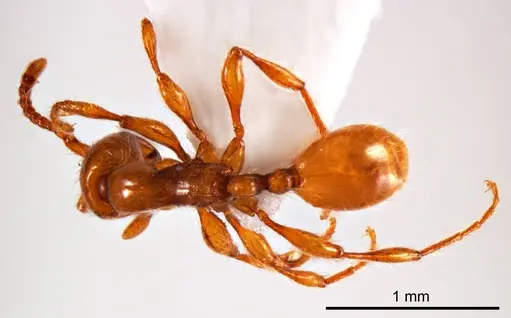 Aenictus turneri specimen ANTWEB1008607 image antweb1008607_1