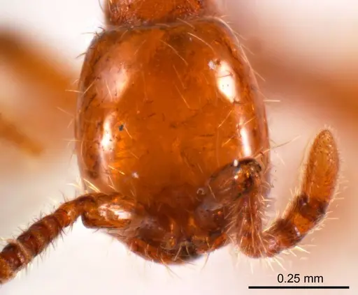 Aenictus turneri specimen ANTWEB1008607 image antweb1008607_2