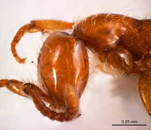 Aenictus turneri specimen ANTWEB1008607 image antweb1008607_3