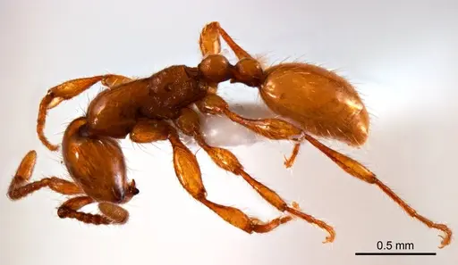 Aenictus turneri specimen ANTWEB1008607 image antweb1008607_4
