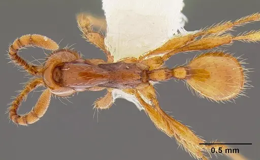 Aenictus turneri specimen CASENT0106017 image casent0106017_1
